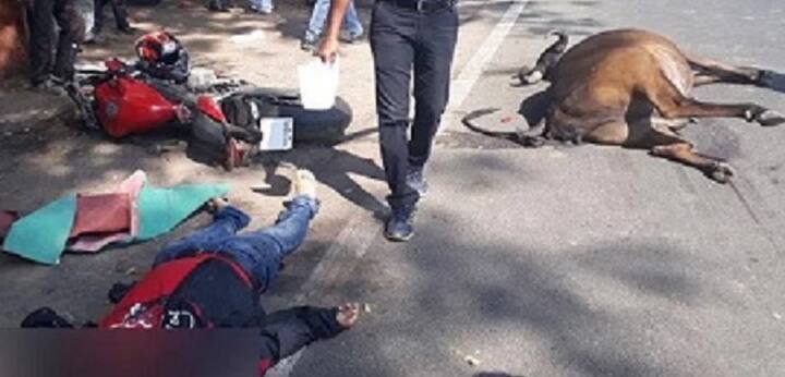 આ સમયે કેનાલ બ્રીજ ઉતરીને થોડે દુર જ આ ઘટના બની હતી. મોઇન શેખ પાસે પણ બુગાડી કંપનીની જીજે-૦૧-ટીસીબી-૦૬૯ નંબરની બાઇક હતી. અચાનાક રસ્તા પર દોડી આવેલી ગાય સાથે પુરપાટ ઝડપે પસાર થતા મોઇન શેખની બાઇક અથડાઇ હતી. આ બનાવમાં મોઇનની બાઇક સાથે ગાય ૪૦ ફુટ સુધી રોડ પર ઢસડાઇ હતી. અકસ્માતમાં બાઇક ચાલક મોઇન શેખ અને ગાયનું ઘટના સ્થળે જ મોત નિપજ્યુ હતું. મોઇન શેખે હેલ્મેટ પણ પહેર્યુ હતું. પરંતુ બાઇકની સ્પિડ વધુ હોવાના કારણે સર્જાયેલા અકસ્માતમાં હેલ્મેટ પણ તુટીને છુટી પડી ગયુ હતું. ઘટનાની જાણ થતા જ અડાલજ પોલીસ ઘટના સ્થળે દોડી ગઇ હતી. પોલીસની પ્રાથમિક તપાસમાં મોઇન શેખની બાઇકની સ્પીડ ૧૨૫ કિ.મી જેટલી હોવાનુ ખુલ્યુ હતું. તે તેના અન્ય સાથી મિત્રો સાથે જ બાઇક પર નિકળ્યો હતો. પરંતુ તે પાછળ રહી ગયો હતો.