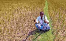 BJP નેતાનો બફાટ, કહ્યું- પાકને નુકશાનીથી બચાવવા માટે ખેડૂતોએ હનુમાન ચાલીસા વાંચવા જોઇએ