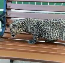 ઈંગ્લેન્ડના પૂર્વ ક્રિકેટર કેવિન પીટરસનનો પ્રાણી પ્રેમ, દીપડાનું બચ્ચું લીધું દત્તક, જુઓ તસવીરો