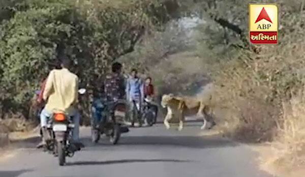 આ ફોટામાં યુવક વીડિયો ઉતારી રહ્યો છે, ત્યારે સામેથી અન્ય બાઇક આવે છે, જેઓ તેને સિંહબાળ પાસે ન જવાનું જણાવે છે. 