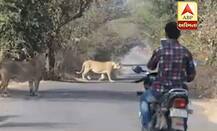 ગીર સોમનાથઃ સિંહ અને તેના બચ્ચાની એકદમ પાસે પહોંચી ગયા લોકો, પછી શું થયું?