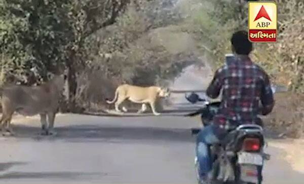આ ફોટામાં એક બાઇક ચાલક ચાલક સિંહ પરિવારનો વીડિયો એકદમ નજીક જઈને ઉતારતો જોઇ શકાય છે. સિંહ પરિવાર પણ તેનાથી ખતરો મહેસૂસ નથી કરતો અને આરામથી ત્યાં ફરી રહ્યા છે. 