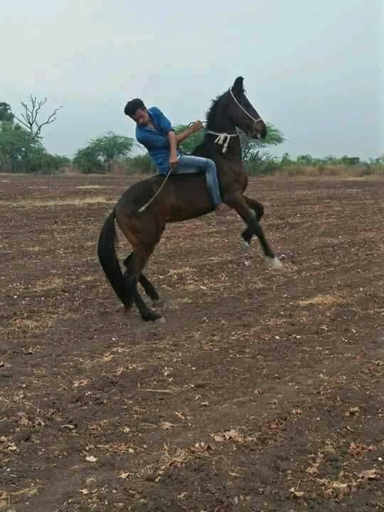 આ મામલે ભાવનગર જિલ્લામાં ભારે હોબાળો મચી ગયો હતો. સમગ્ર રાજ્યના કેટલાક દલિત સંગઠનોએ પણ તેનો વિરોધ કર્યો હતો, કારણ કે યુવકની હત્યાનું જે કારણ હતું તે ચોંકાવનારું હતું. પરંતુ જિલ્લા પોલીસ વડાએ તપાસ બાદ હત્યાનો ખુલાસો કરવામાં આવ્યો હતો. પોલીસે મરનાર યુવાન છોકરીઓની છેડતી કરતો હોવાનું જણાવ્યું હતું.