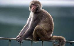 What Is Monkeypox? Transmission, Symptoms, Treatment & Vaccine For Rare Viral Disease In UK