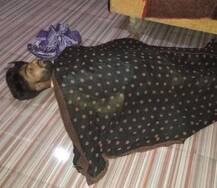 જેતપુરઃ મુસ્લિમ યુવક હિન્દુ સગીરાના પ્રેમમાં પડ્યો, જાણો શું આવ્યો અંજામ?