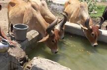 ગુજરાતનાં આ ગામમાં લોકો ઢોર માટેના હવાડામાં ભરેલું પીવાનું પાણી પીવા મજબૂર, જાણો વિગત