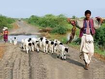 ગુજરાત સરકારે માલધારી સમાજ માટે લીધો બહુ મોટો નિર્ણય, જાણો ટોકન ભાવે ક્યાં ફાળવાશે જમીન