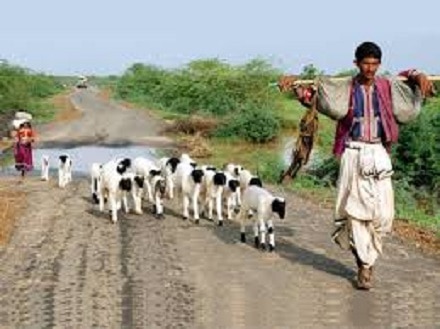 ગાંધીનગર: ગુજરાત સરકારે માલધારી સમાજ માટે બહુ મોટો નિર્ણય લીધો છે જેમાં ગાંધીનગરમાં ગુજરાત ગોપાલક વિકાસ નિગમના ઉપક્રમે માલધારી, રબારી-ભરવાડ કોમના 513 જેટલા લાભાર્થીઓને પશુસહાય સહિત વિવિધ યોજનાઓ અન્વયે રૂપિયા 6 કરોડ 77 લાખના ધિરાણ- સહાય ચેક મુખ્યમંત્રી વિજય રૂપાણીના હસ્તે અર્પણ કરવામાં આવ્યો હતો.