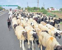 ગુજરાત સરકારે માલધારી સમાજ માટે લીધો બહુ મોટો નિર્ણય, જાણો ટોકન ભાવે ક્યાં ફાળવાશે જમીન