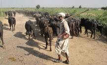 ગુજરાત સરકારે માલધારી સમાજ માટે લીધો બહુ મોટો નિર્ણય, જાણો ટોકન ભાવે ક્યાં ફાળવાશે જમીન