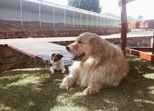 પાલતું કૂતરાને બચાવવા રાષ્ટ્રપતિની પત્ની કૂદી પડી તળાવમાં, જાણો પછી શું થયું