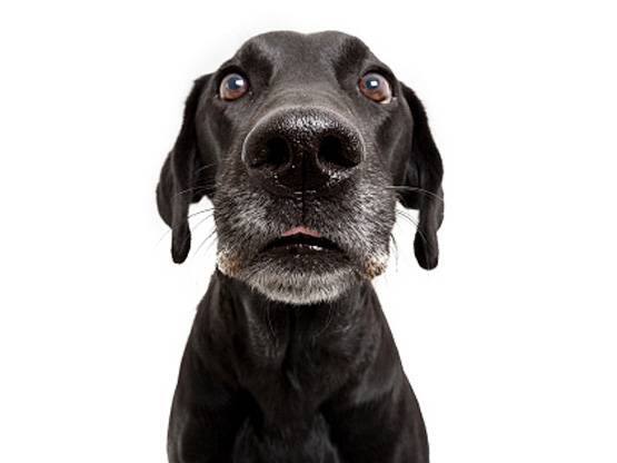 લોકલ મીડિયા રિપોર્ટ અનુસાર, આયોવા વિસ્તારમાં એક વ્યક્તિએ ઇમર્જન્સી નંબર ડાયલ કરીને કહ્યું કે, તેને કુતરાએ ગોળી મારી દીધી છે. આ ઘટના ત્યારે બની જ્યારે તે તેના પાલતુ કુતરા સાથે મસ્તી કરી રહ્યો હતો.