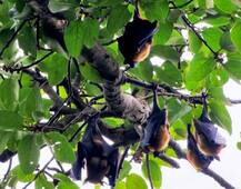 કેરળમાં ‘નિપાહ’ વાયરસથી 9નાં મોત, જાણો કેવી રીતે પડ્યું વાયરસનું નામ