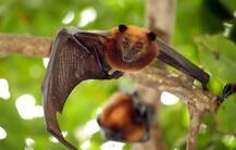 કેરળમાં ‘નિપાહ’ વાયરસથી 9નાં મોત, જાણો કેવી રીતે પડ્યું વાયરસનું નામ