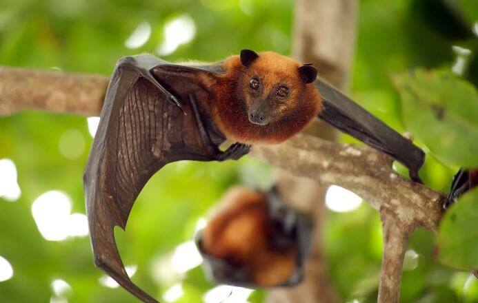 કોઝિકોડઃ કેરળના કોઝિકોડ જિલ્લામાં નિપાહ વાયરસના કારણે 9 લોકોનાં મોત થયા છે. રાજ્યના આરોગ્ય સત્તાધીશોના કહેવા મુજબ આ વાયરસ મુખ્યત્વે ચામાચીડિયા, ડુક્કર અને અન્ય પ્રાણીઓ દ્વારા ફેલાય છે. અમુક અહેવાલમાં મોતનો આંકડો 12 હોવાનું કહેવાયું છે. 