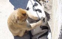 બે લાખ રૂપિયા ભરેલો થેલો લઈને ફરાર થયો ‘લૂંટારો’ વાંદરો, પોલીસ પણ ન પકડી શકી