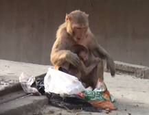 બે લાખ રૂપિયા ભરેલો થેલો લઈને ફરાર થયો ‘લૂંટારો’ વાંદરો, પોલીસ પણ ન પકડી શકી