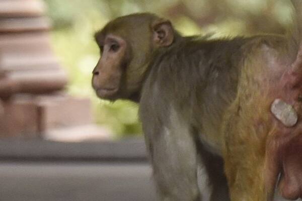 સમગ્ર વિસ્તારમાં પોલીસ અને પીડિત વાંદરા અને બેગને શોધવા ફરતા રહ્યા પરંતુ કંઇ ખબર ન પડી. આખરે વેપારી થાકીને તેના ઘરે પરત ફર્યો. હવે સમગ્ર વિસ્તારમાં આ વાતની ચર્ચા થઈ રહી છે.