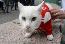 FIFA 2018: ઓક્ટોપસ પોલ બાદ હવે આ બિલાડો કરશે ભવિષ્યવાણી, જાણો વિગત