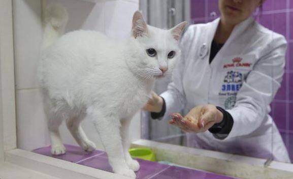 હર્મિટેઝ મ્યૂઝિયમમાં બિલાડીઓની દેખરેખ રાખનારી અન્ના કોંડ્રાટિયેવાએ કહ્યું કે, અમે એચિલેસની પસંદગી કરી છે. કારણકે તે દેખાવડો છે અને તેની આંખો નીલી છે. તેનું અનુમાન સચોટ હોય છે.