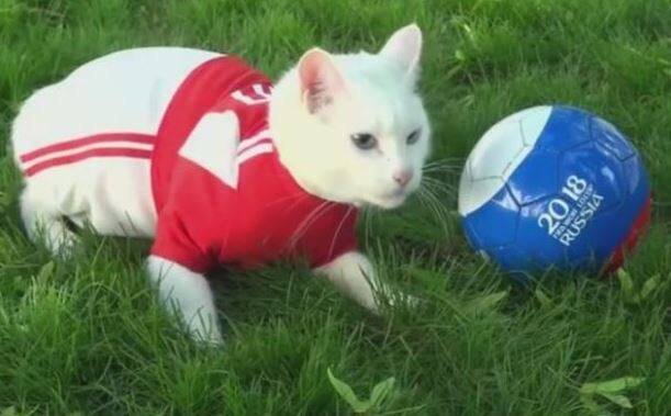 ગત વર્ષે એચિલેસ તેના હોમટાઉનમાં રમાયેલા કોન્ફેડરેશન કપ મેચોના પરિણામોોની ભવિષ્યવાણી કરી હતી. આશ્ચર્યની વાત એ છે કે તેનો એકપણ અંદાજ ખોટો પડ્યો નથી.