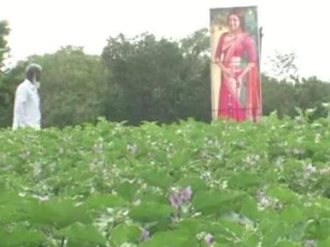 નવી દિલ્હી: તેલંગણામાં એક ખેડૂતે એક્ટ્રેસ કાજલ અગ્રવાલની તસવીર તેનાં બે એકર ખેતરમાં લગાવી છે. અને તેમનું કહેવું છે કે તેનાંથી ફાયદો પણ થયો છે. 30 વર્ષનાં ખેડૂત અનવરે શાકભાજીનાં ખેતરમાં કાજલનાં બે કટઆઉટ પોસ્ટર લગાવ્યા છે.