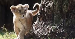 ઉના: સિંહ બાળ હત્યા મામલે વનવિભાગે વાડીના માલિક વિરુદ્ધ નોંધ્યો ગુનો, બોથડ પદાર્થથી કરાઈ હતી હત્યા