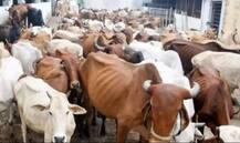 ਹੁਣ ਗੋਬਰ ਤੋਂ ਹੋਵੇਗੀ ਕਿਸਾਨਾਂ ਨੂੰ ਕਮਾਈ, ਹਰੇਕ ਪਿੰਡ ’ਚ ਖੁੱਲ੍ਹੇਗੀ ਫ਼ੈਕਟਰੀ, ਗੋਹੇ ਤੋਂ ਬਣੇਗੀ ਪੇਂਟ