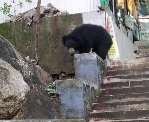 જોકે સ્થાનિક વેપારીઓએ લોકોને ગભરાવવાની ના પાડી હતી અને અહીં ક્યારેક આ રીતે રીંછ આવી જતું હોવાની અને તેનાથી દૂર રહીને તેને હેરાન કરવાની ના પાડી હતી. 