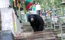 હિલ સ્ટેશન માઉન્ટ આબુના અધ્ધર દેવી ખાતે રીંછ દેખાતા ટુરિસ્ટોમાં મચી ગઈ દોડધામ પછી શું થયું, જાણો વિગત