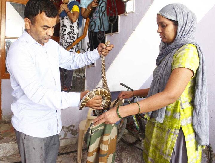 ત્યારે ગભરાઇ ગયેલી ગૃહિણીએ તેના પતિને જાણ કરી અને 10 મિનીટ સુધી તો તે અજગરને જોઇને સ્તબ્ધ થઇ ગયા હતા. બાદમાં તેના પતી સતીશે એન્વાયરમેન્ટ એન્ડ વાઇલ્ડ લાઇફ સોસાયટીની હેલ્પલાઇન પર કૉલ કરીને જાણ કરી હતી. 