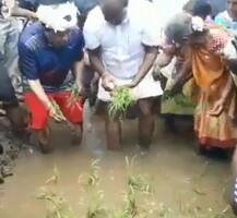 કર્ણાટક: મુખ્યમંત્રી કુમારસ્વામીએ સામાન્ય માણસની જેમ ખેડૂતો સાથે ડાંગરની રોપણી કરી