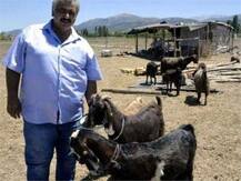 તુર્કીના ફૂટબૉલ ક્બલે 18 ખેલાડીઓ વેચીને ખરીદી 10 બકરીઓ, જાણો કેમ ભર્યુ આ વિચિત્ર પગલુ