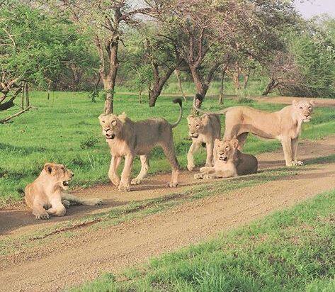 સિંહ પ્રેમીઓ માટે અત્યાર સુધીમાં સાસણ ગીરમાં સિંહ દર્શન કરાવવામાં આવતું હતું, હવે ગીરનારના જંગલમાં પણ સિંહના દર્શન કરવાની વ્યવસ્થા ઉભી કરવામાં આવતા, બે જગ્યા પર દર્શન કરવાનો પ્રવાસીઓને લાભ મળશે. સાસણ ગીરની જેમ જ જીપ્સીમાં બેસીને સિંહ દર્શનની મજા માણી શકાશે. ગીરનારની ઉત્તર રેન્જમાં ઈન્દ્રેશ્વરથી પાતૂરણ વિસ્તારમાં સિંહ દર્શન કરાવવામાં આવશે. ગીરનાર જંગલમાં 50થી વધુ સિંહ પરિવાર વસવાટ કરે છે.