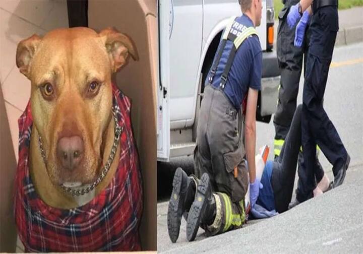 નવી દિલ્હીઃ ઓસ્ટ્રેલિયાના ડાબોડી બેટ્સમેન ડાર્સી શોર્ટ વનડે કપમાં ન્યૂ સાઉથ વેલ્સ સામે વેસ્ટર્ન ઓસ્ટ્રેલિયા તરફથી રમતો નહીં જોવા મળે. ડાર્સી શોર્ટને તેના પાળેલા કુતરાએ ડાબા હાથમાં બચકુ ભરી લીધું છે. આ ઘટના બે અઠવાડિયા જુની છે. કુતરાના કરડવાથીત ડાર્સી શોર્ટની હથેળી-પંજાના ભાગે ઘા થયો અને ડાર્સીને તેના કારણે ટાંકા લગાવવાનો વારો આવ્યો છે. 