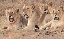 અમરેલી: દલખાણિયા રેન્જમાં વધુ 2 સિંહના મોત, મોતનો આંકડો 13 પર પહોંચ્યો