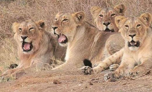 ગીર પૂર્વમાં આવેલી દલખાણિયા રેંજમાં છેલ્લા 12 દિવસમાં એક જ જગ્યાએ એક સાથે 13 સિંહોના મોતથી સમગ્ર દેશમાં હાહાકાર મચી ગયો છે. જો કે, વન વિભાગ હજી એવુ કહી રહ્યું છે કે, આ તમામ સિંહોના મોત ઇન્ફાઇટીંગના કારણે થયા છે. સુત્રો દ્વારા મળતી માહિતી મુજબ, સિંહોના મૃત્યુનો આંકડો હજુ પણ વધે તેવી શક્યતા છે. કેમ કે, કેટલાક સિંહો હજુ પણ બિમાર છે એમ જાણવા મળે છે.