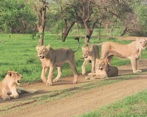 જે વિસ્તારમાં ૧૧ સિંહોના મૃત્યુ જોવા મળેલા એ વિસ્તારમાં ગઇ કાલે સ્ટાફ દ્વારા પાંચ થી છ માસનું સિંહબાળ બીમાર અવસ્થામાં જોવામાં આવેલું. જેને ગઇ કાલે જસાધાર રેસ્ક્યુ સેન્ટર ઉપર લાવીને સારવાર આપવામાં આવેલું પરંતુ આજે સવારે તેનું સારવાર દરમ્યાન મૃત્યુ થયેલુ છે. 