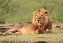 અમરેલી: દલખાણિયા રેન્જમાં વધુ 2 સિંહના મોત, મોતનો આંકડો 13 પર પહોંચ્યો