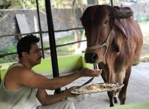 આ એક્ટરને બર્થ-ડે પર ગિફ્ટમાં મળી ગુજરાતી ગીર ગાય