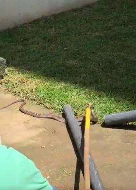 સાપને પકડીને છોડી મુકવામાં આવ્યો હતો.