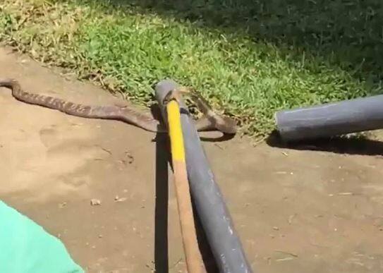 કોલંબોઃ ઈંગ્લેન્ડની ટીમ હાલ શ્રીલંકાના પ્રવાસ પર છે. જ્યાં હાલ તે વનડે શ્રેણી રમી રહી છે. ત્રીજી વનડે પહેલા સોમવારે ઈંગ્લેન્ડની ટીમ પ્રેક્ટિસ કરતી હતી તે દરમિયાન મેદાન પર સાપ આવી ચડ્યો હતો. આ સાપ ઈંગ્લેન્ડની ટીમની નેટ પાસે પહોંચી ગયો હતો.