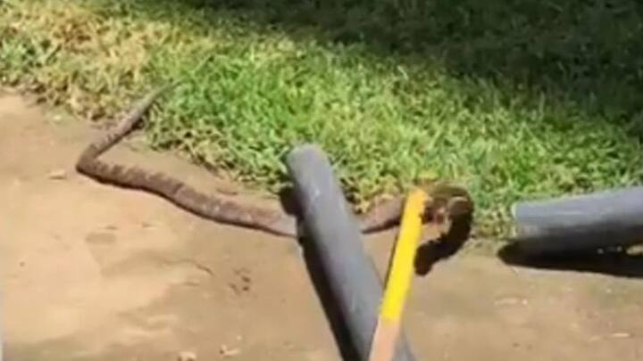 આ ઘટનાનો વીડિયો ઈંગ્લેન્ડ ક્રિકેટ બોર્ડે તેના ટ્વિટર એકાઉન્ટ પર શેર કર્યો છે. ECBએ વીડિયો પોસ્ટ કરીને લખ્યું કે, સવારે અભ્યાસમાં આવી પહોંચેલો મહેમાન. વીડિયોમાં બે લોકો પાઇપ સાથે વીંટળાયેલા સાપને હટાવવાની કોશિશ કરી રહ્યા છે.