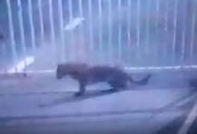 ગાંધીનગર: મોડી રાતે સચિવાલયમાં દીપડો ઘૂસ્યો, વનવિભાગની ટીમે શરૂ કરી શોધખોળ