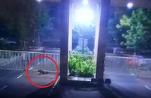 ગાંધીનગર: મોડી રાતે સચિવાલયમાં દીપડો ઘૂસ્યો, વનવિભાગની ટીમે શરૂ કરી શોધખોળ