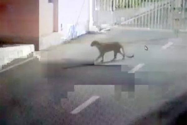  નવા સચિવાલય સંકૂલમાં આવેલા વિધાનસભા અને વિવિધ બ્લોક્સમાં દીપડાની શોધખોળ શરૂ કરવામાં આવી છે. જોકે કોઈ જગ્યાથી દીપડાની ભાળ નથી પડી રહી.