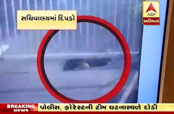 સચિવાલય સંકૂલને સવારથી જ બંધ રાખવામાં આવ્યું છે. મુલાકાતીઓ અને કર્મચારીઓને દીપડાના કારણે સંકૂલમાં પ્રવેશ આપવામાં આવ્યો નથી. વન વિભાગના મંત્રી ગણપત વસાવાએ આ અંગે જણાવ્યું હતું કે, દીપડો સંકૂલમાં ઘૂસ્યો હોવાની માહિતી મળ્યાં બાદ વન વિભાગની ટીમો તેને શોધવા માટે કામે લાગી ગઈ છે. દીપડાને પકડી લેવા માટે વિવિધ જગ્યા પર પાંજરા પણ મૂકવામાં આવ્યા છે.