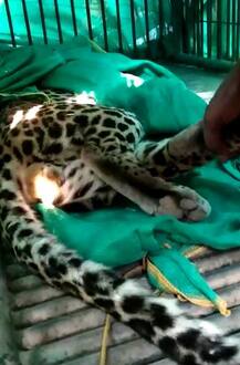 ગાંધીનગર:13 કલાકની મહેનત બાદ દીપડો પાંજરે પુરાયો, જાણો વિગત