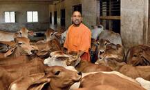 યોગી સરકારે કેમ લીધો \'ગૌ કલ્યાણ સેસ\' લેવાનો નિર્ણય ? જાણો વિગત