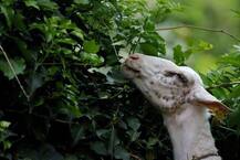 યુવકે બકરી સાથે કર્યો રેપ, પકડાઈ ગયો તો આપ્યું આવું કારણ, જાણીનો તમે પણ ચોંકી જશો